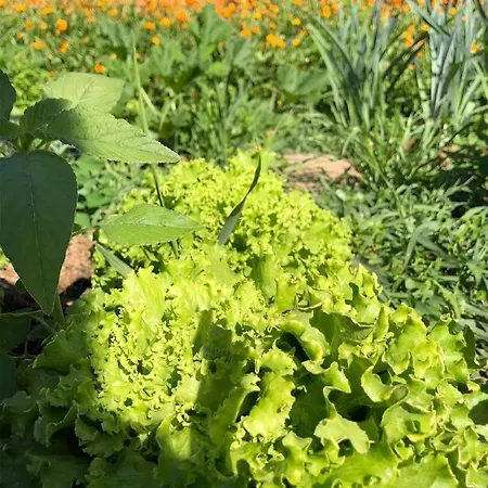 Gostisce Koren Konukevi