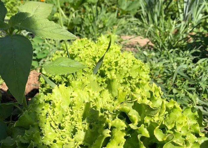 Gostisce Koren Affittacamere